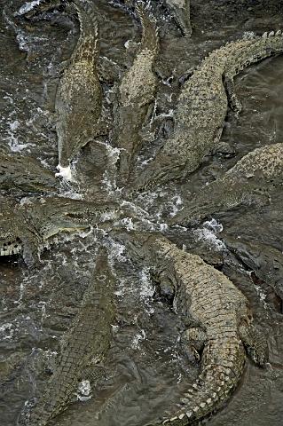 050 Tarcoles Rivier, Costa Rica, kaaimannen.JPG